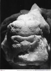Historisches Foto von Abyssophthalmus mirus (Moericke, 1889) (NHMW-AFW-GEO-BACHMAYER-FOTO-1990-0041-2318)